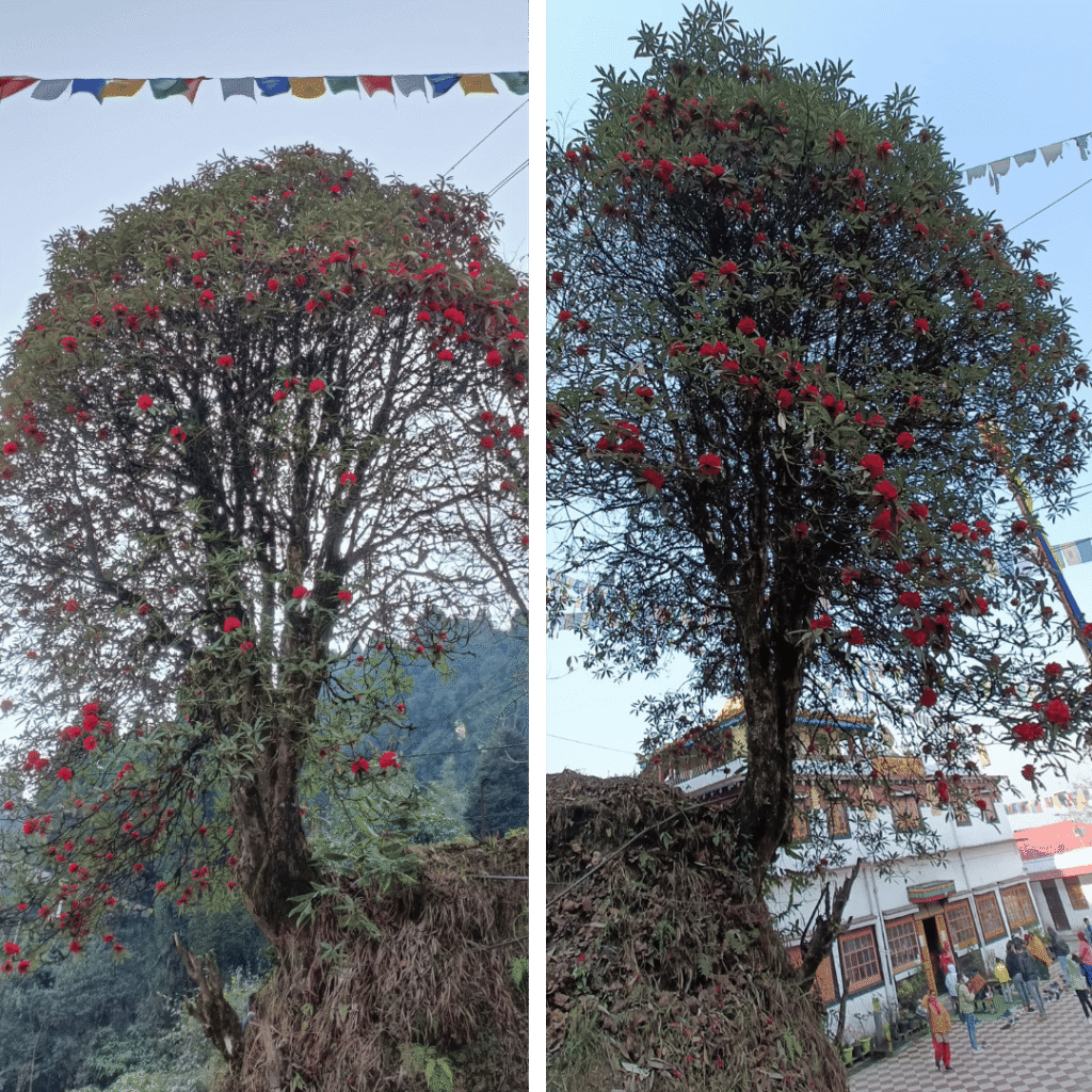 Rhododendrone