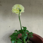 A Bloom in the Hills – My First Click from Shimla Flower bloom