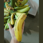 From Soil to Smile: My First Banana Harvest at Home