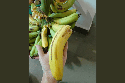 From Soil to Smile: My First Banana Harvest at Home