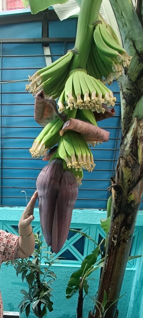 A banana plant showing the early stage of fruit formation with a prominent banana flower (inflorescence) and small, developing bananas above it.
