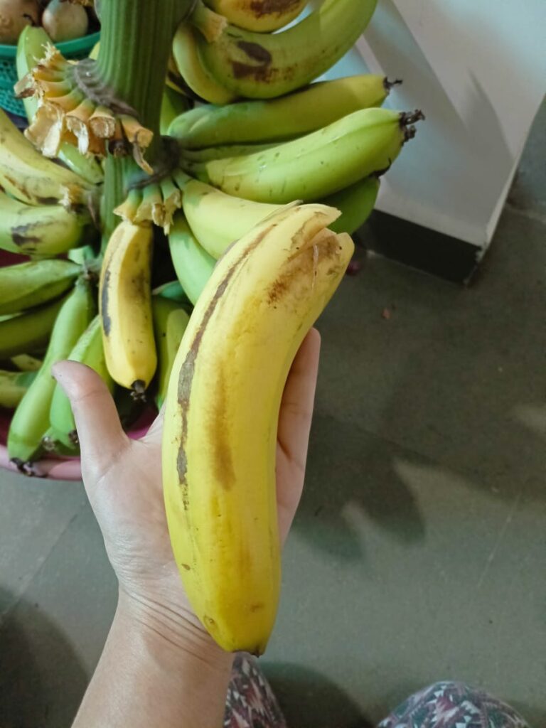 A hand holding a ripe yellow banana in front of a harvested bunch, representing the final stage of the banana ripening and harvest process