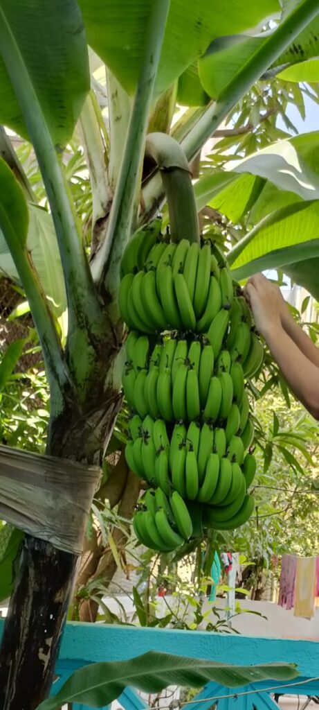 A fully grown banana bunch still on the tree with raw green bananas, indicating the mid-stage of the banana harvest cycle.

