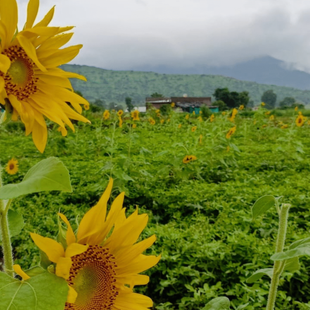 Close-up of bright yellow sunflowers in a lush green field with a cloudy sky and misty hills in the background.