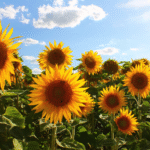The Emotional Meaning Behind Sunflowers – Why They Touch My Soul