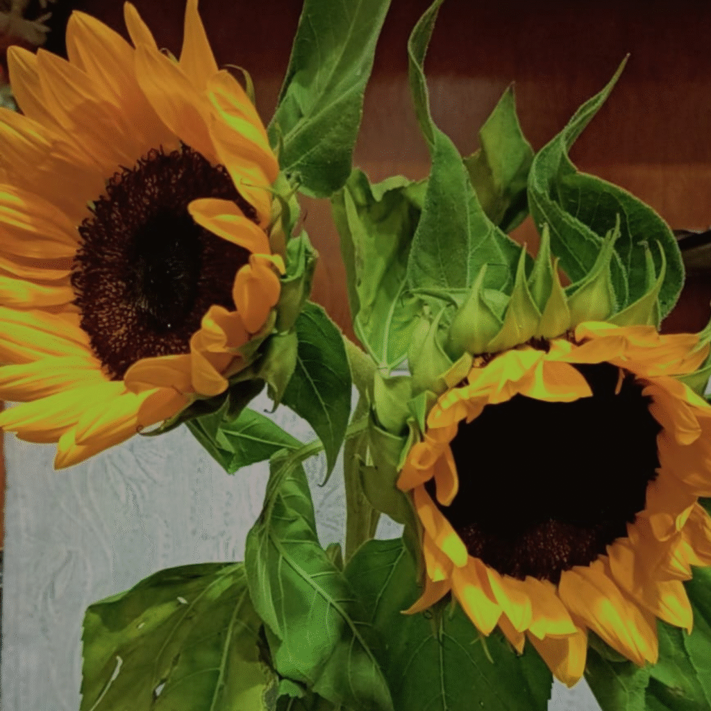 Two bright yellow sunflowers with dark centers and green leaves.